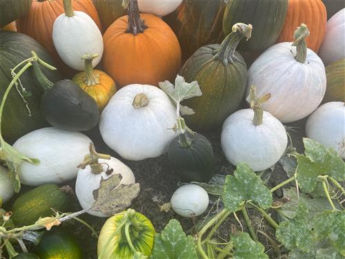 White Pumpkin